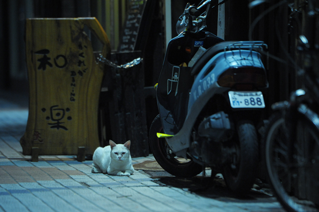 blog_beppu_cat.jpg