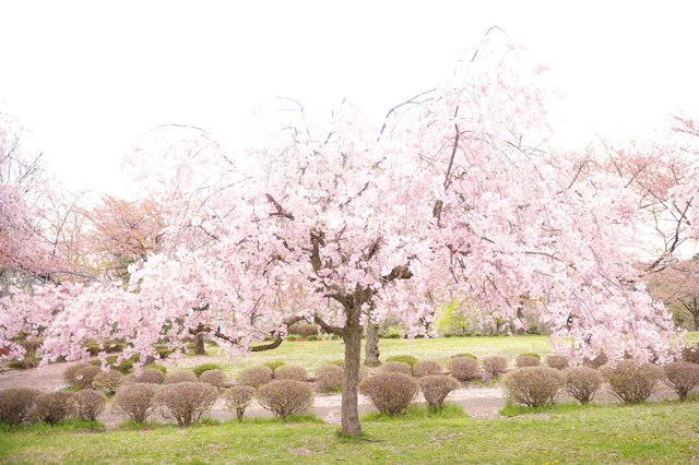 blog_cherryblossoms.jpg
